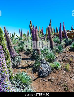 Une scène extérieure vibrante avec une prairie luxuriante de fleurs sauvages violettes et vertes, des fleurs d'echium calothyrsus de l'île de la Palma Banque D'Images