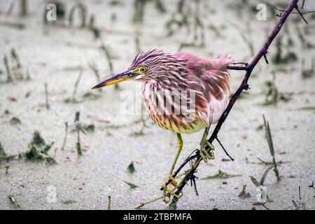 Un majestueux étang indien Heron sur la rive d'un lac au Rajasthan, en Inde, à la recherche de poissons Banque D'Images