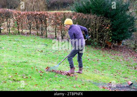 Femme plus âgée ratissant les feuilles d'automne de la pelouse de jardin de campagne à l'aide de brouette de râteau en novembre Carmarthenshire pays de Galles Royaume-Uni Grande-Bretagne KATHY DEWITT Banque D'Images