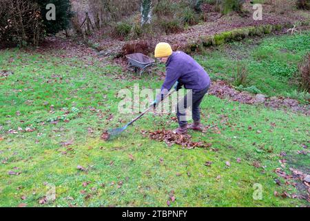 Femme plus âgée ratissant les feuilles d'automne de la pelouse de jardin de campagne à l'aide de brouette de râteau en novembre Carmarthenshire pays de Galles Royaume-Uni Grande-Bretagne KATHY DEWITT Banque D'Images