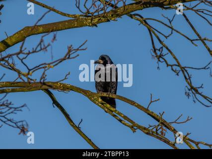 Rook Banque D'Images