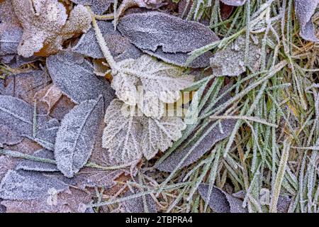 Les feuilles sèches tombées et l'herbe verte sont couvertes par le premier gel Banque D'Images