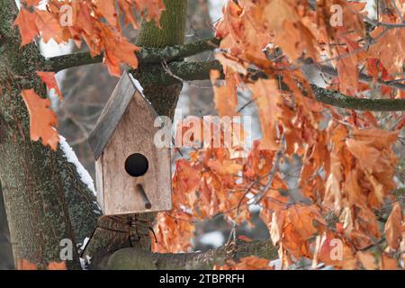 Nichoir en bois sur l'arbre avec des feuilles jaunes d'automne. Mise au point sélective Banque D'Images