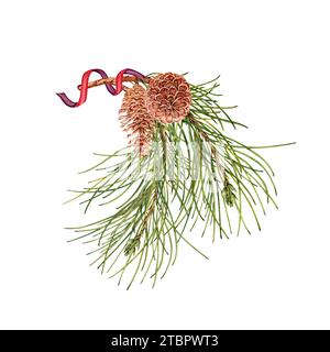 Branche de pin avec pommes de pin et ruban de soie. Elément de design botanique. Illustration d'aquarelle dessinée à la main isolée sur fond blanc. Noël Banque D'Images