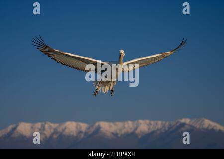 Pelican déploie des ailes sur les montagnes dans le ciel Banque D'Images