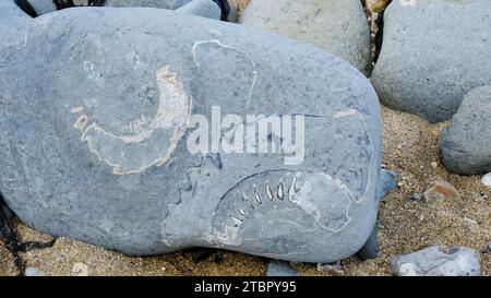 Fossiles d'ammonites trouvés sur la plage de Lyme Regis - John Gollop Banque D'Images