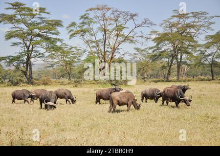 Troupeau de buffles sur une plaine herbeuse ouverte dans un parc national en Afrique Banque D'Images