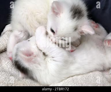 Un mois Old Turkish Angora Cross Kittens jouant dans Cat Bed Surrey Angleterre Banque D'Images