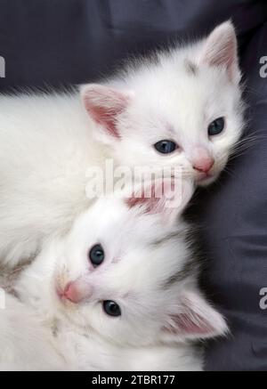 Portrait d'un mois vieux chatons turcs Angora Cross dans Cat Bed Surrey Angleterre Banque D'Images