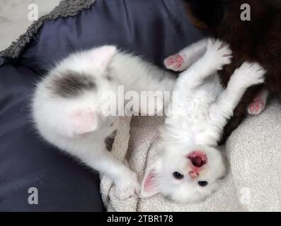 Un mois Old Turkish Angora Cross Kittens jouant dans Cat Bed Surrey Angleterre Banque D'Images