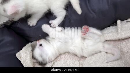 Un mois Old Turkish Angora Cross Kittens jouant dans Cat Bed Surrey Angleterre Banque D'Images