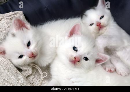 Portrait d'un mois vieux chatons turcs Angora Cross dans Cat Bed Surrey Angleterre Banque D'Images