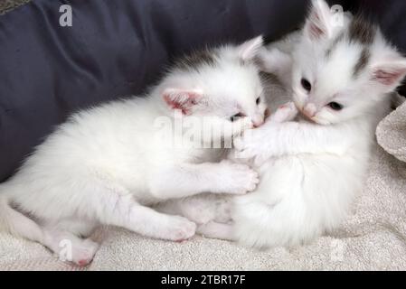 Un mois Old Turkish Angora Cross Kittens jouant dans Cat Bed Surrey Angleterre Banque D'Images