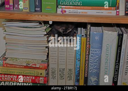 Sept semaines Turque Angora Cross Tortoiseshell Kitten caché parmi les livres sur l'étagère Surrey Angleterre Banque D'Images