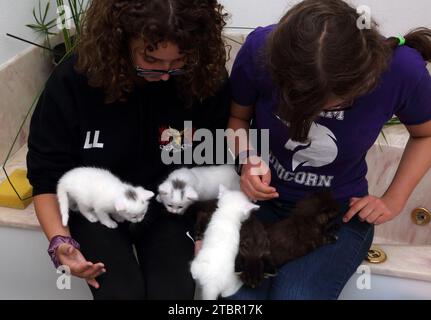 Adolescentes avec un mois Angora turc chatons sur leurs tours Surrey Angleterre Banque D'Images