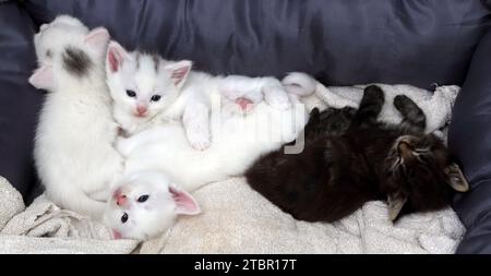 Un mois vieux turc Angora Cross Kittens dans Cat Bed Surrey Angleterre Banque D'Images