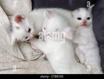 Un mois Old Turkish Angora Cross Kittens pondant dans Cat Bed Surrey Angleterre Banque D'Images