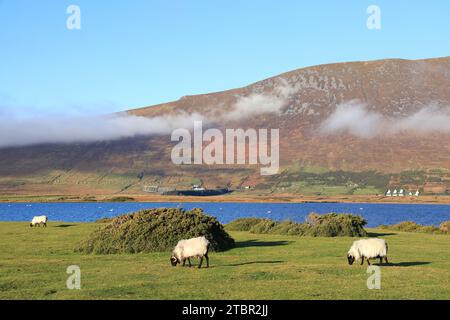 Moutons paissant près du lac avec en toile de fond la montagne brumeuse et le ciel bleu à Achill Island, comté de Mayo, Irlande Banque D'Images