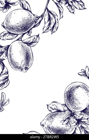 Citrons juteux, mûrs avec des feuilles, boutons floraux sur les branches, entiers et en tranches. Illustration botanique graphique dessinée à la main à l'encre bleue. Cadre, modèle Illustration de Vecteur