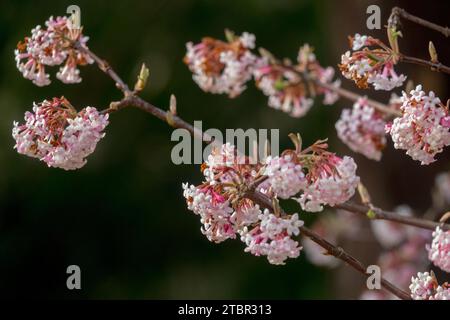 Beige, Arrowwood, Blooming, février, plante, hiver, floraison, arbuste, Blossoms, Viburnum × bodnantense Dawn Banque D'Images