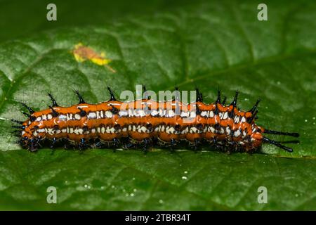 Chenille fritillaire panachée - Euptoieta claudia Banque D'Images