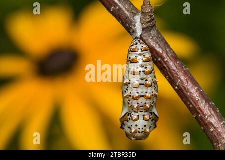 Chrysalis fritillaire panachée - Euptoieta claudia Banque D'Images