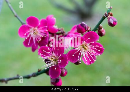 Violet, fleurs, Prunus Mume, hiver, floraison, branche, fleur, gros plan, floraison, Twig Banque D'Images