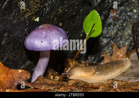 Viscid Violet Cort - Cortinarius iodes Banque D'Images