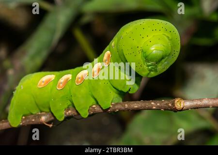 Pandora Sphinx Caterpillar - Eumorpha pandorus Banque D'Images