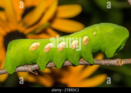 Pandora Sphinx Caterpillar - Eumorpha pandorus Banque D'Images