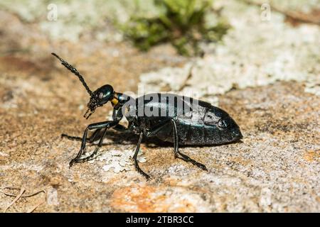 Betterave à l'huile américaine - Meloe americanus Banque D'Images