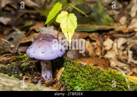 Viscid Violet Cort - Cortinarius iodes Banque D'Images