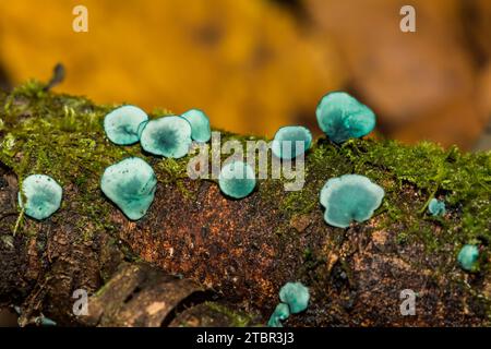 L'Elfcup Chlorociboria aeruginascens - vert Banque D'Images