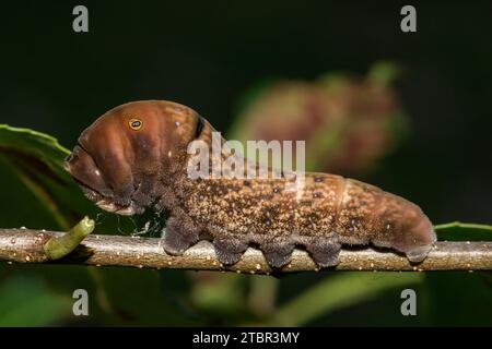 Chenille à queue d'aronde de tigre de l'est - Papilio glaucus Banque D'Images
