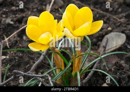 Crocus 'Romance' fleur de Crocus doré dans le jardin fin d'hiver Banque D'Images