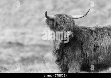 Vache Highland, Scotland Banque D'Images
