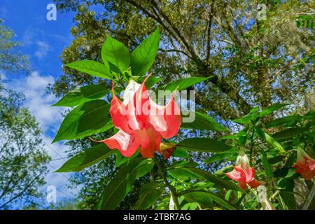 Angel's Trumpet ou Brugmansia est une belle plante à fleurs suspendues originaire d'Amérique du Sud. Banque D'Images