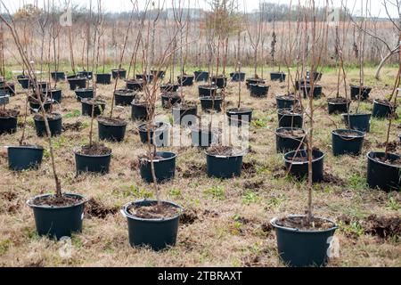 semis de jeunes arbres fruitiers dans des conteneurs sur un champ agricole. Pépinière de plantes. Banque D'Images