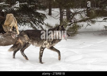 Phase noire Loup gris (Canis lupus) à quelques pas de la carcasse de cerf lécher côtelettes hiver - animaux captifs Banque D'Images