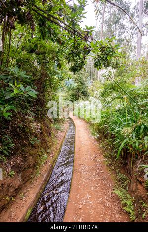 Levada do Rei, Madère, Portugal, Europe Banque D'Images