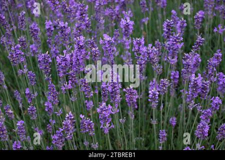 Fleurs de lavande, Lavandula angustifolia Banque D'Images