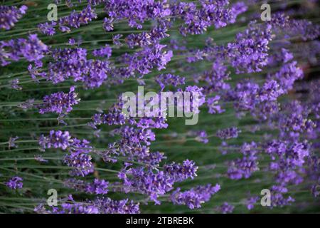 Fleurs de lavande, Lavandula angustifolia Banque D'Images