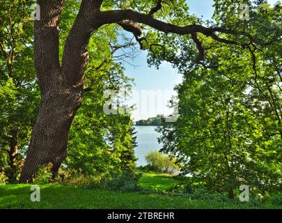 Europe, Allemagne, Allemagne du Nord, Mecklembourg-Poméranie occidentale, région des lacs de Mecklembourg, région de Müritz, parc national de Müritz, vieux chêne sur les rives du Müritz près de Röbel Banque D'Images