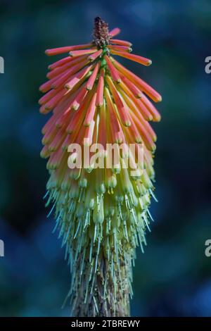 Usine Red Hot Poker en fleurs. Arizona Cactus Garden, Stanford, Californie. Banque D'Images