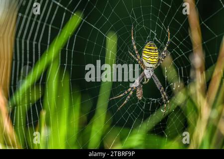 Araignée guêpe, Argiope bruennichi, Araneoidea Banque D'Images