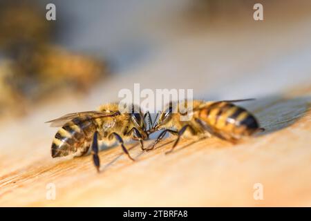 Abeilles mellifères occidentales, Apis mellifera, ruche Banque D'Images