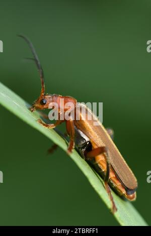 Soldat rouge commun beetle Rhagonycha fulva, Banque D'Images