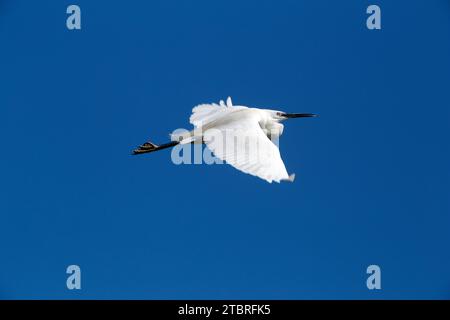 Animal sauvage dans le parc ornithologique du Pont de Gau, situé près des Saintes Marie de la Mer en Camargue. Les-Saintes-Maries-de-la-Mer, Bouches-du-Rhône, France Banque D'Images