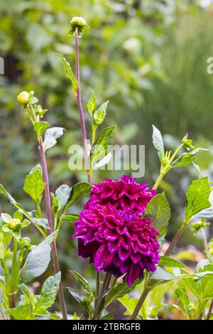 Dahlia à fleurs de nénuphars, gros plan dans la nature Banque D'Images