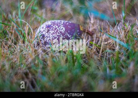 Verger verger et prairie à la fin de l'été, fruits tombés dans la prairie Banque D'Images